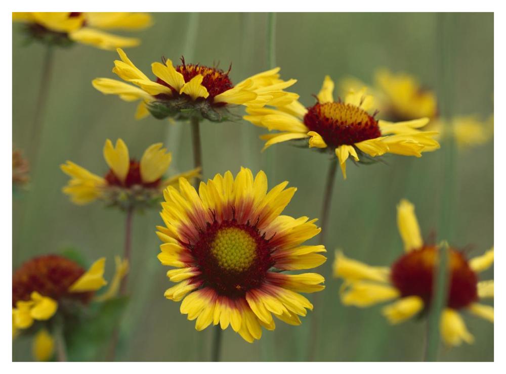 Indian Blanket flowers North America-Paper Art-42"x32"