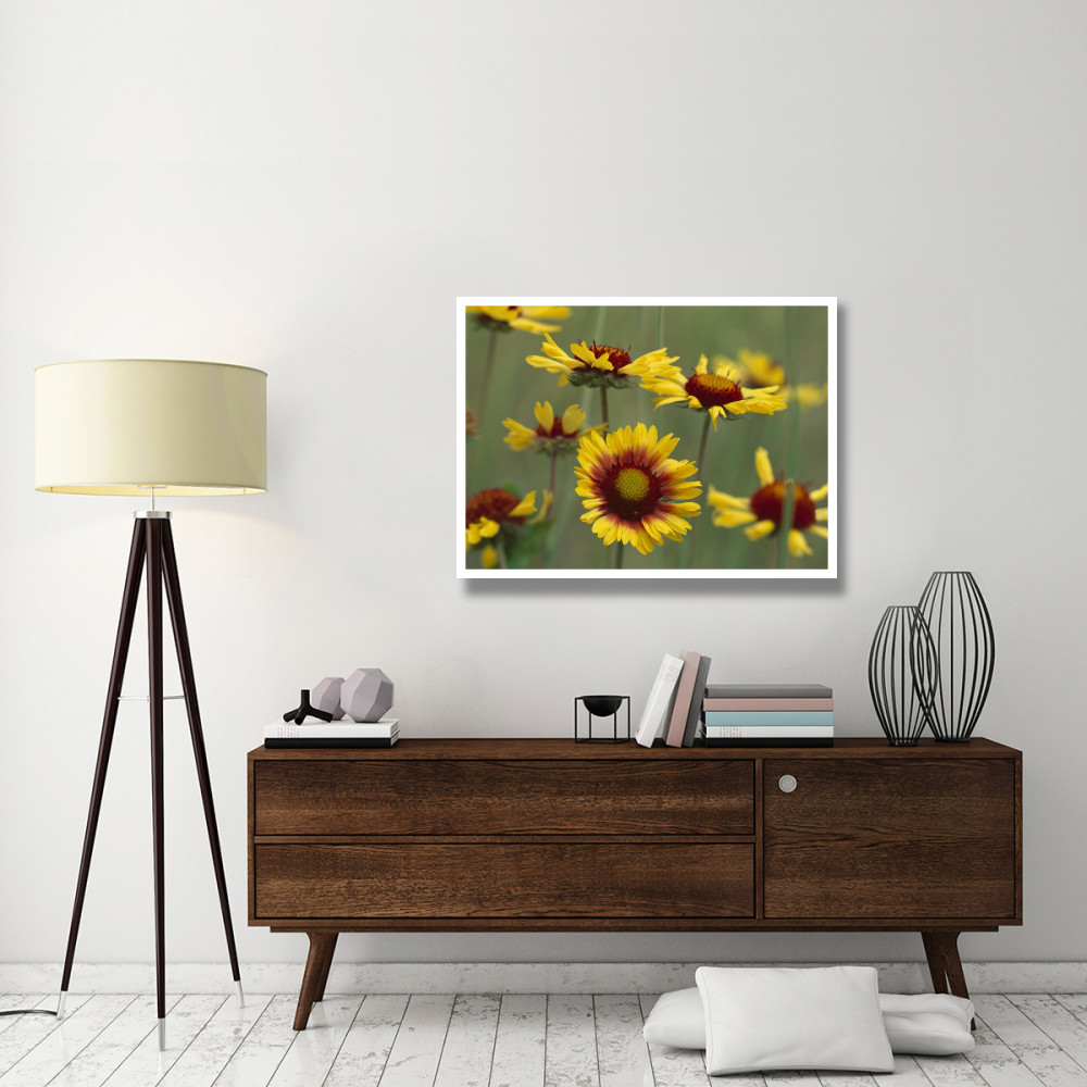 Indian Blanket flowers North America-Paper Art-42&quotx32"