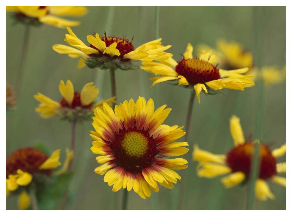 Indian Blanket flowers North America-Paper Art-50"x38"