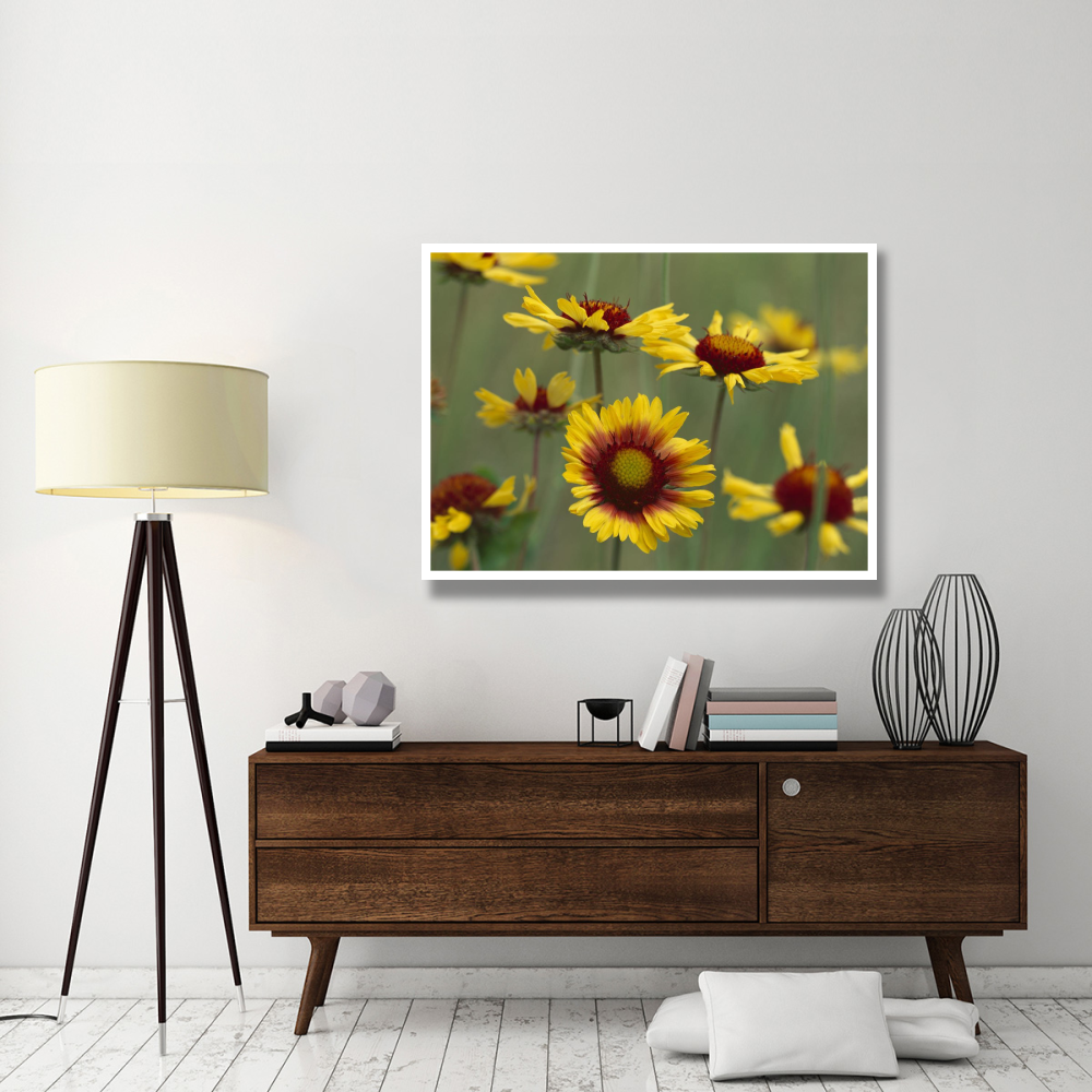 Indian Blanket flowers North America-Paper Art-50&quotx38"