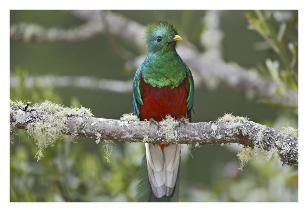 Resplendent Quetzal male, Costa Rica-Paper Art-32"x22"