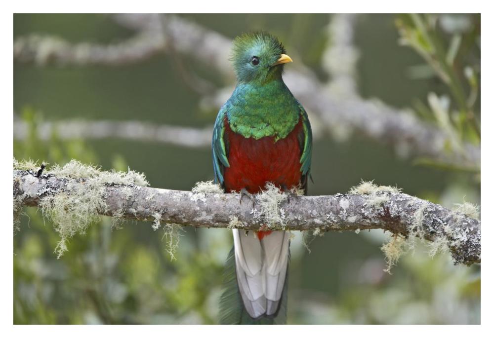 Resplendent Quetzal male, Costa Rica-Paper Art-38"x26"