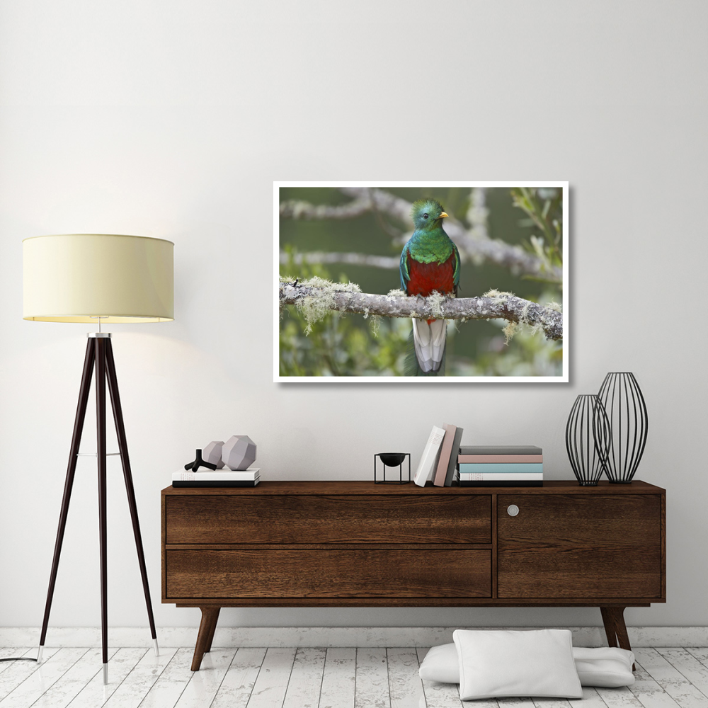 Resplendent Quetzal male, Costa Rica-Paper Art-50&quotx34"