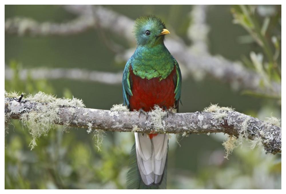 Resplendent Quetzal male, Costa Rica-Paper Art-62"x42"
