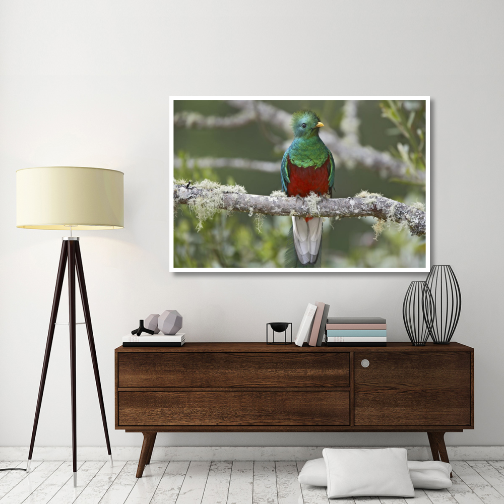 Resplendent Quetzal male, Costa Rica-Paper Art-62&quotx42"