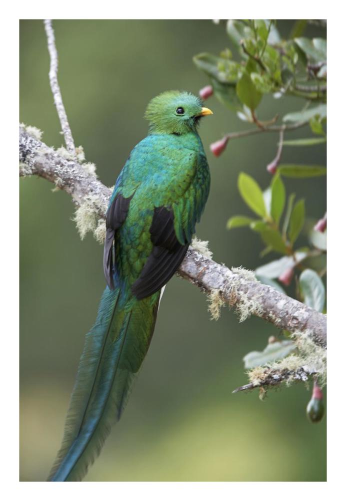 Resplendent Quetzal male, Costa Rica-Paper Art-18"x26"