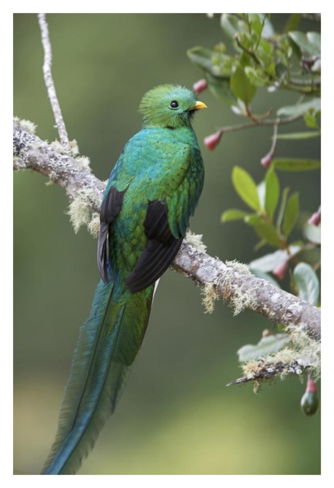 Resplendent Quetzal male, Costa Rica-Paper Art-26"x38"