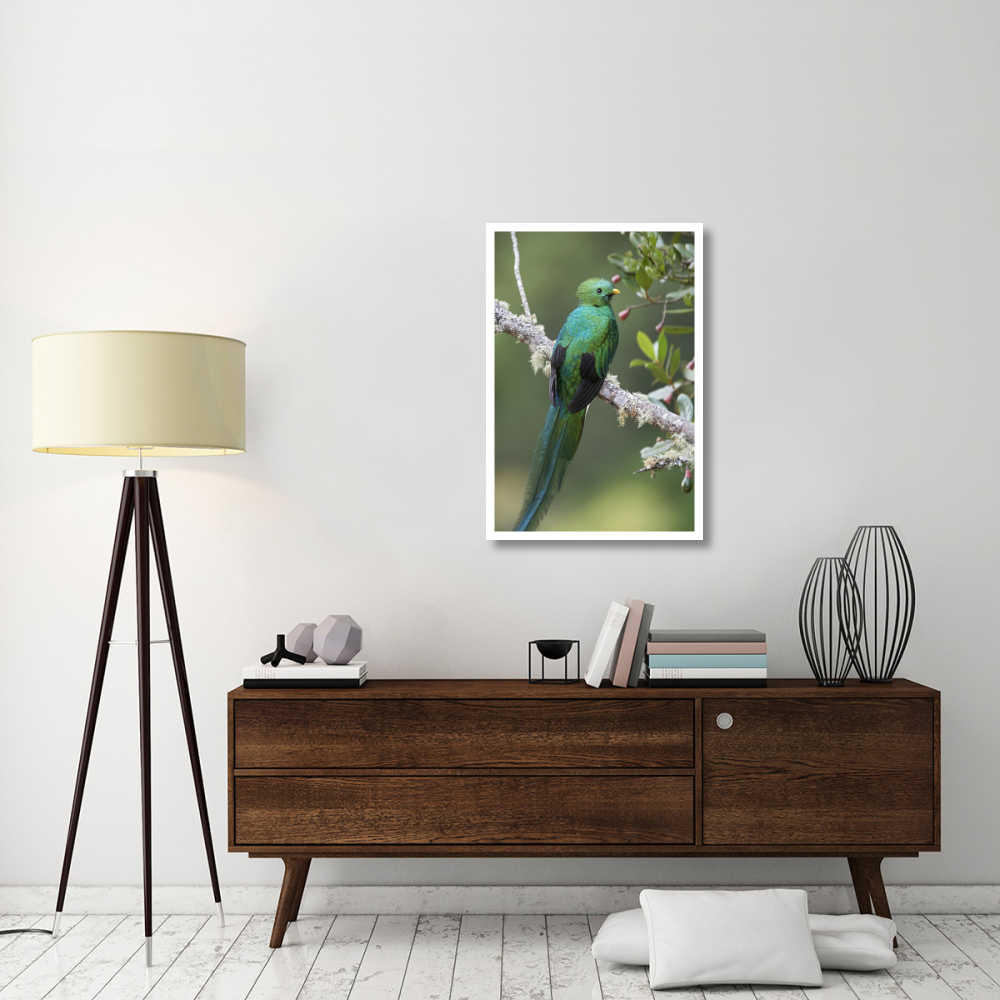 Resplendent Quetzal male, Costa Rica-Paper Art-26&quotx38"