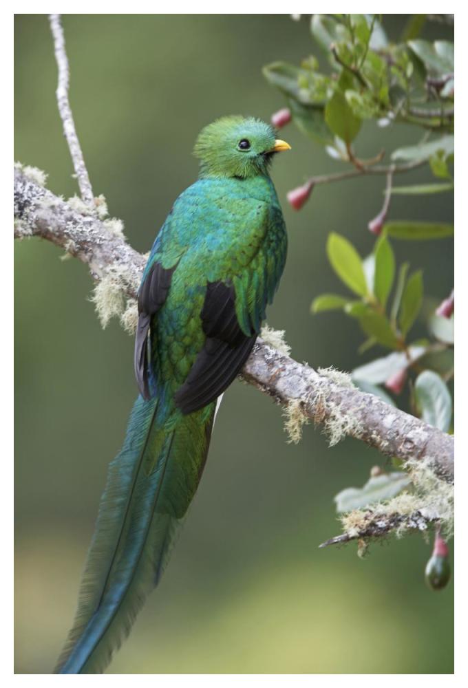 Resplendent Quetzal male, Costa Rica-Paper Art-34"x50"
