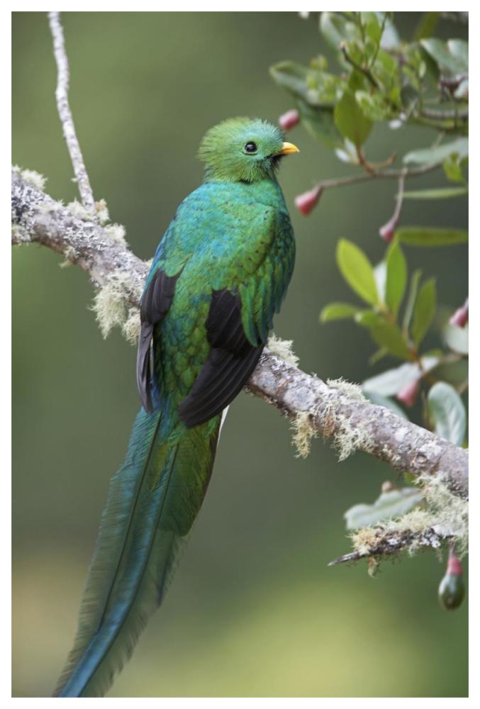 Resplendent Quetzal male, Costa Rica-Paper Art-42"x62"