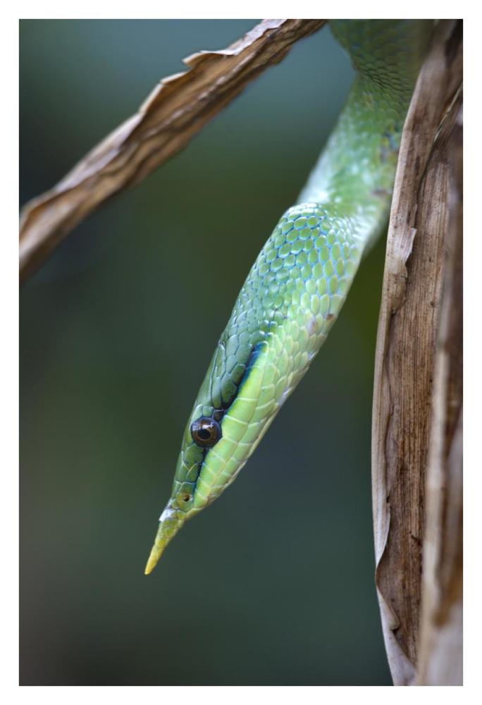 Rhinoceros Snake in tree, Costa Rica-Paper Art-26"x38"