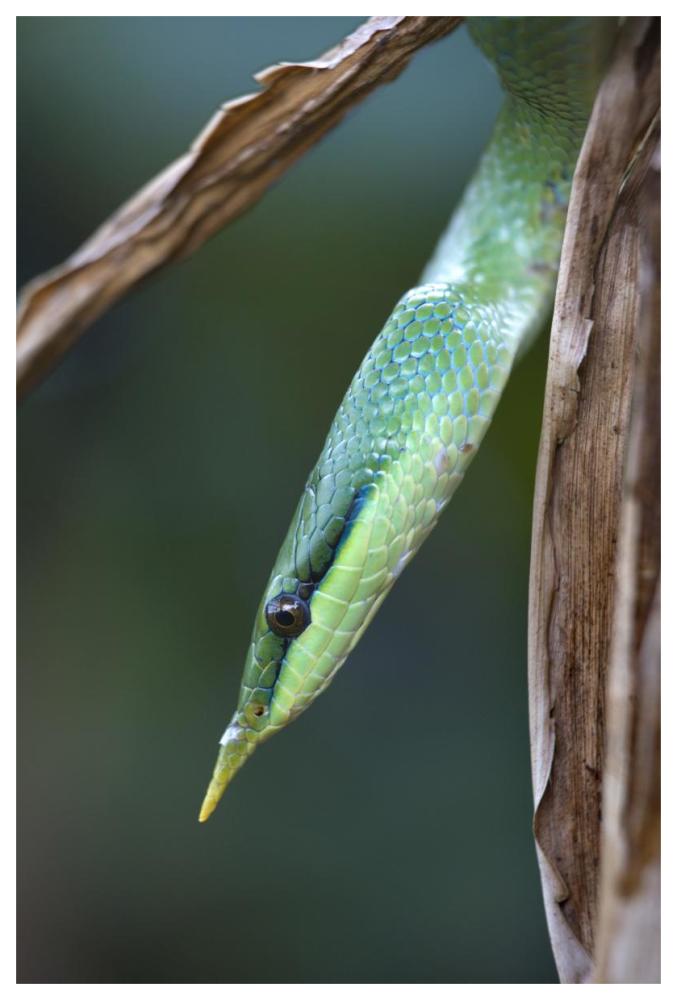 Rhinoceros Snake in tree, Costa Rica-Paper Art-42"x62"