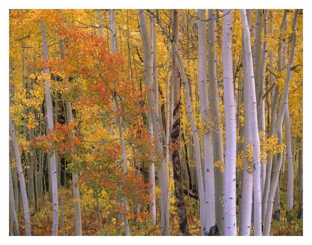 Aspens at Independence Pass, Colorado-Paper Art-18"x14"