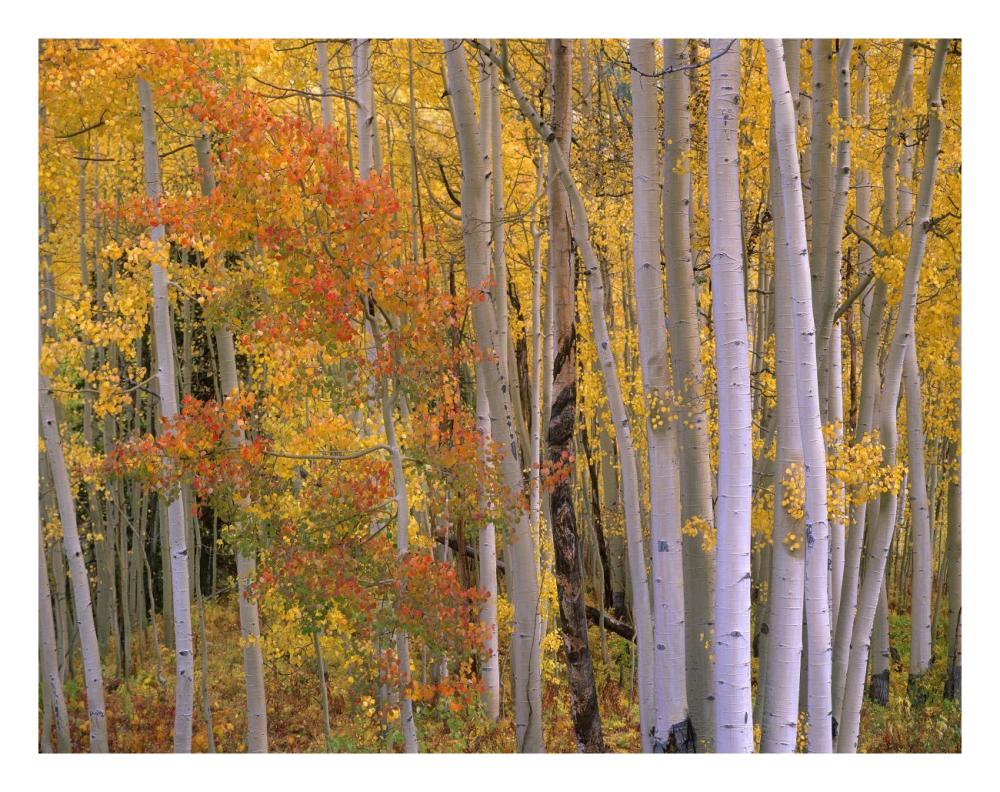 Aspens at Independence Pass, Colorado-Paper Art-26"x20"