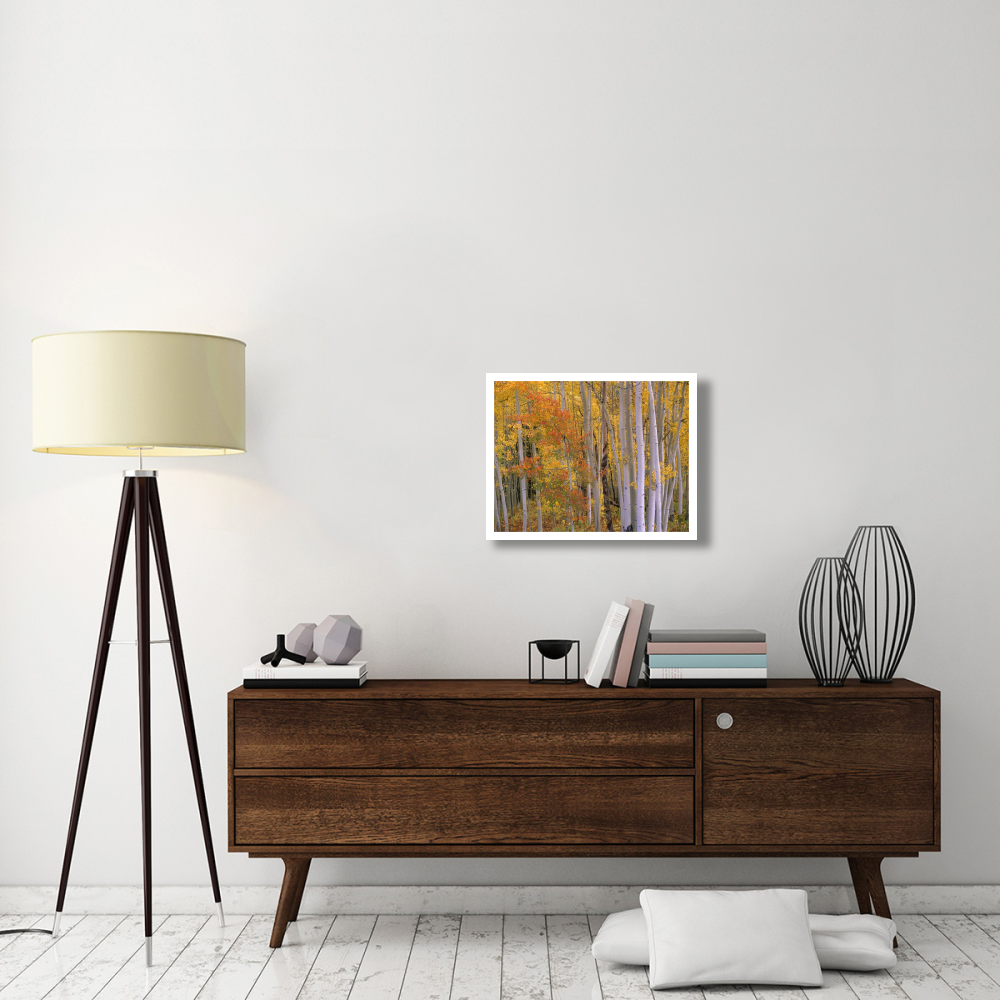 Aspens at Independence Pass, Colorado-Paper Art-26&quotx20"