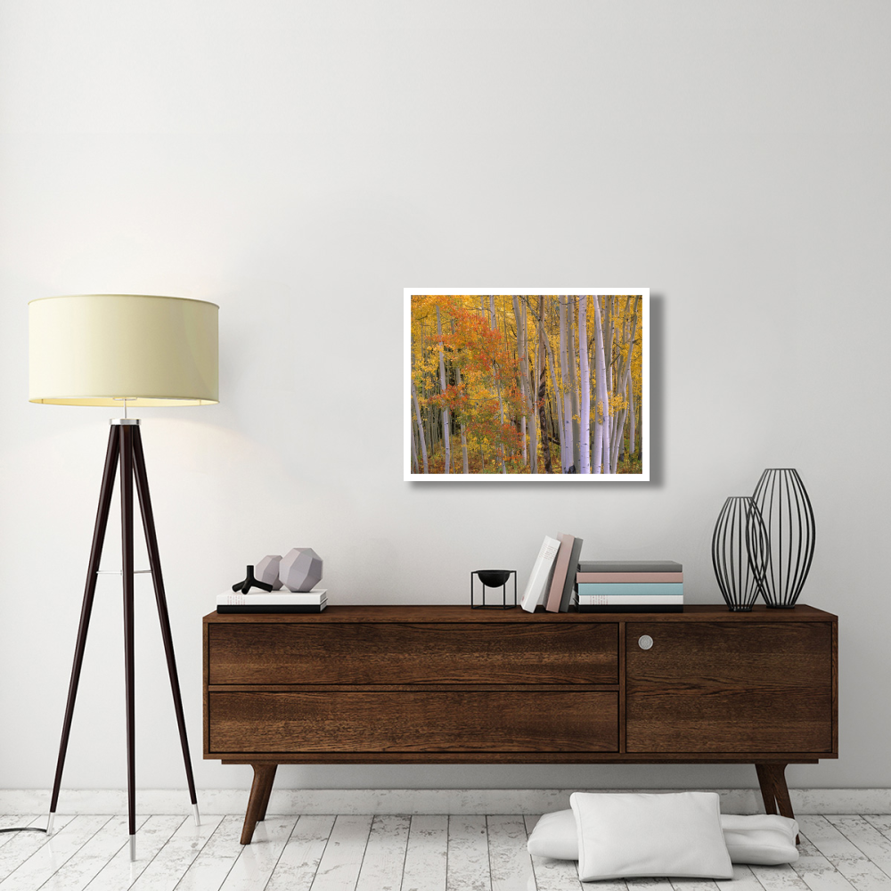 Aspens at Independence Pass, Colorado-Paper Art-34&quotx26"