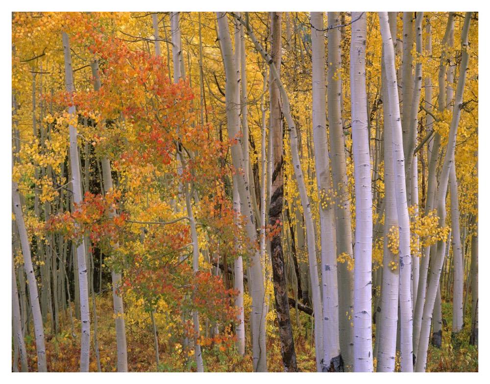 Aspens at Independence Pass, Colorado-Paper Art-42"x32"