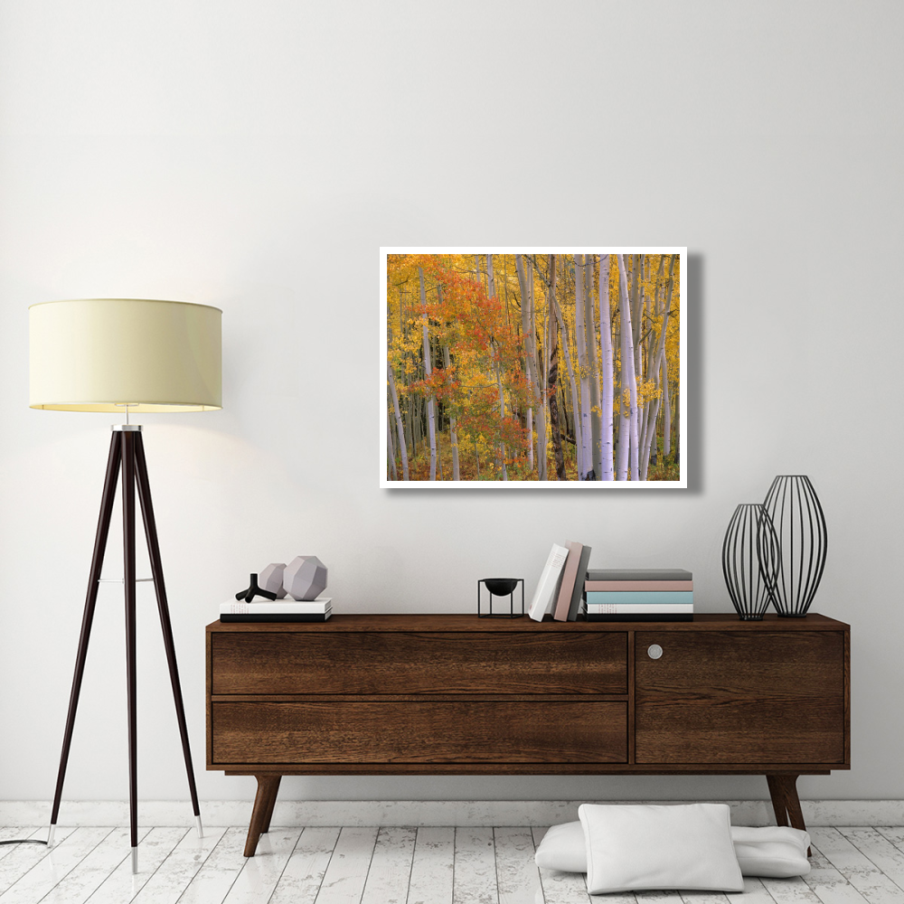Aspens at Independence Pass, Colorado-Paper Art-42&quotx32"
