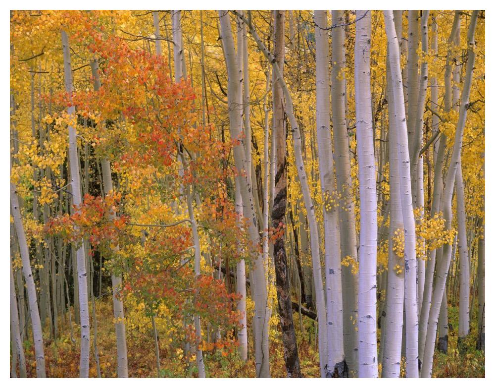 Aspens at Independence Pass, Colorado-Paper Art-50"x38"