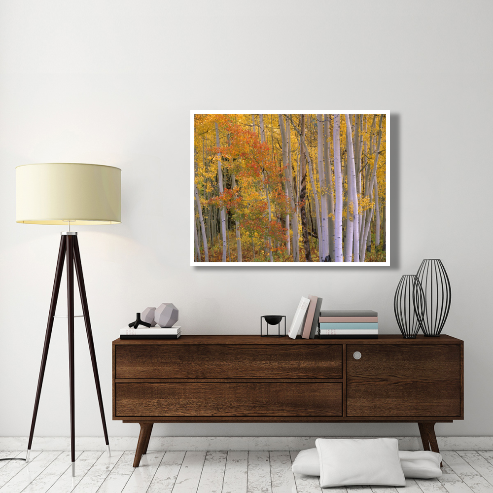 Aspens at Independence Pass, Colorado-Paper Art-50&quotx38"