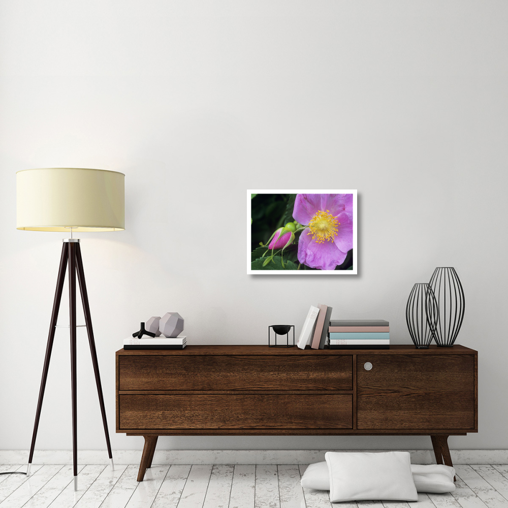 Rose flower, British Columbia, Canada-Paper Art-26&quotx20"