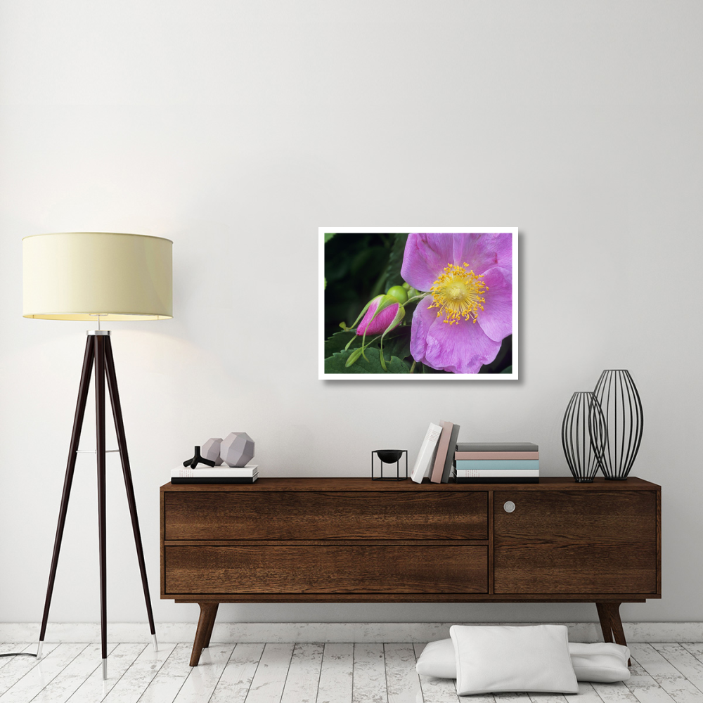 Rose flower, British Columbia, Canada-Paper Art-34&quotx26"