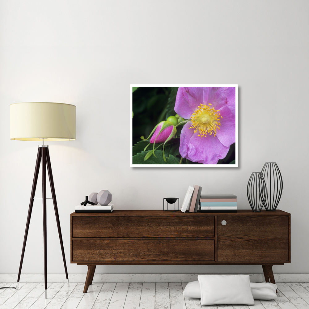 Rose flower, British Columbia, Canada-Paper Art-42&quotx32"