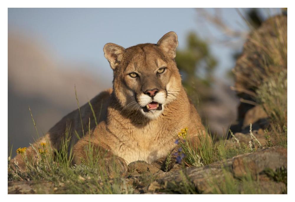 Mountain Lion portrait, North America-Paper Art-20"x14"
