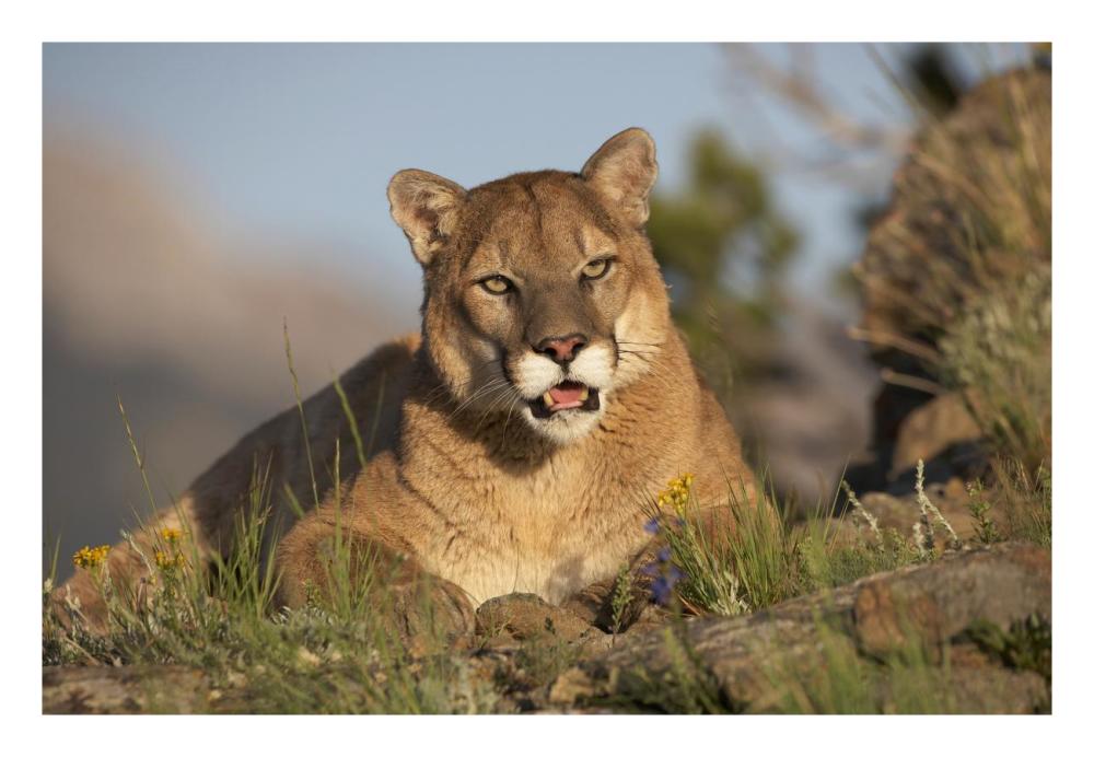Mountain Lion portrait, North America-Paper Art-26"x18"