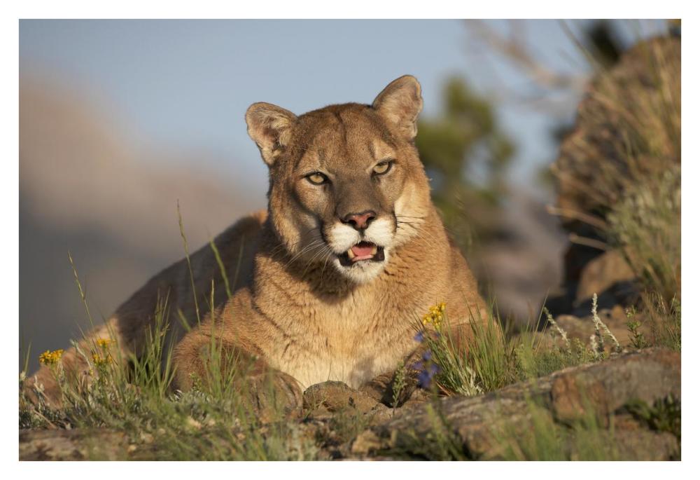 Mountain Lion portrait, North America-Paper Art-38"x26"