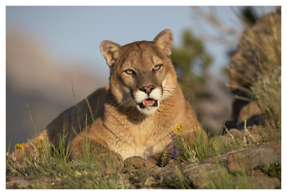Mountain Lion portrait, North America-Paper Art-50"x34"