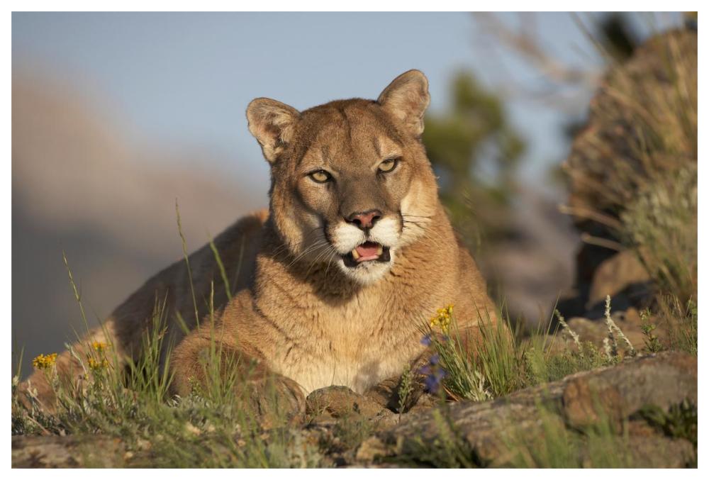 Mountain Lion portrait, North America-Paper Art-62"x42"