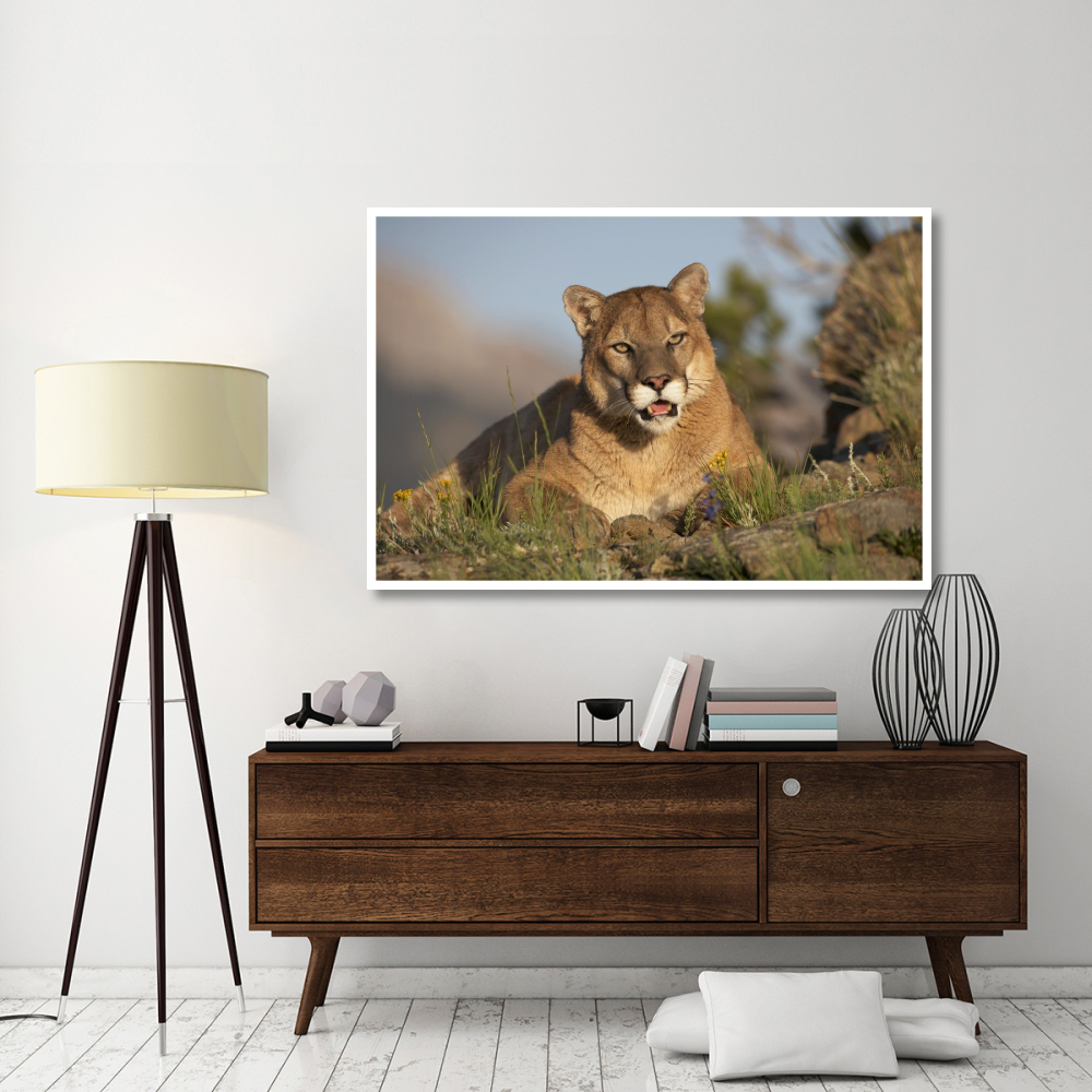 Mountain Lion portrait, North America-Paper Art-62&quotx42"