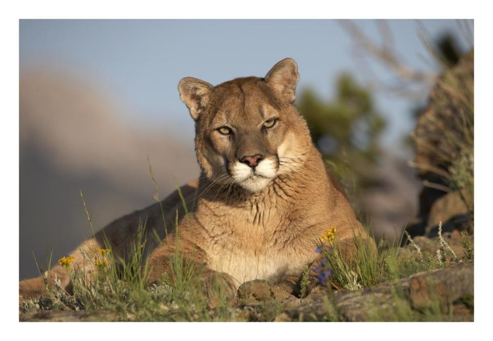 Mountain Lion portrait, North America-Paper Art-26"x18"
