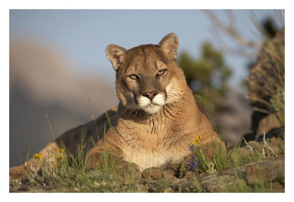 Mountain Lion portrait, North America-Paper Art-32"x22"