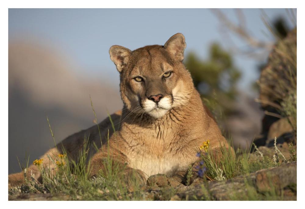 Mountain Lion portrait, North America-Paper Art-38"x26"
