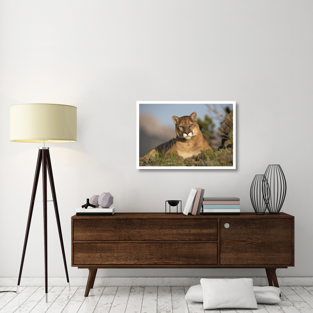 Mountain Lion portrait, North America-Paper Art-38&quotx26"
