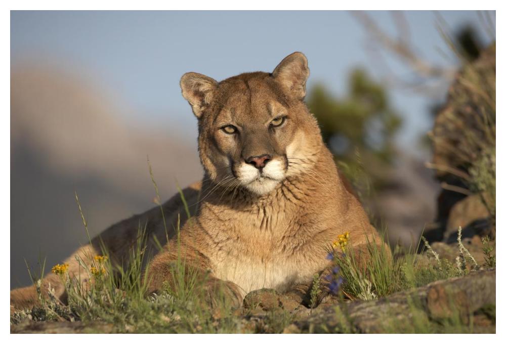 Mountain Lion portrait, North America-Paper Art-50"x34"