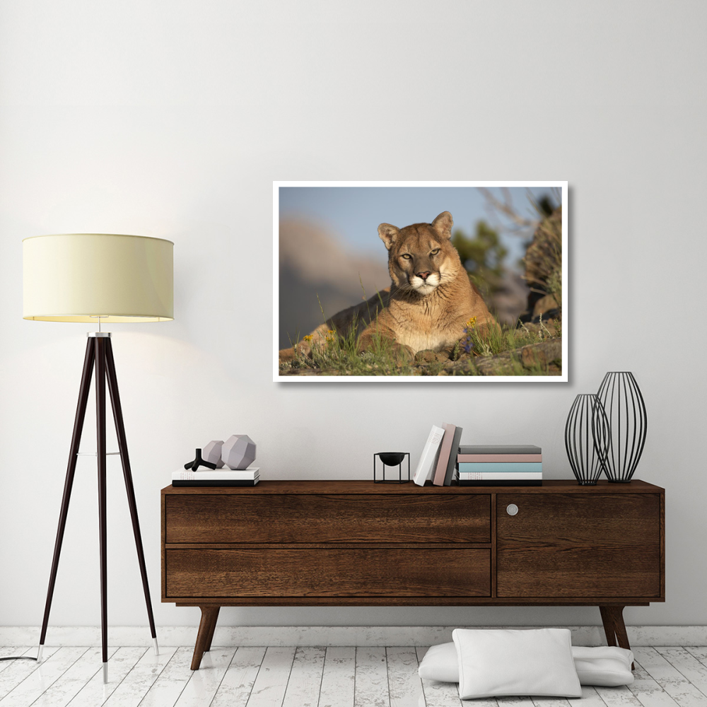 Mountain Lion portrait, North America-Paper Art-50&quotx34"