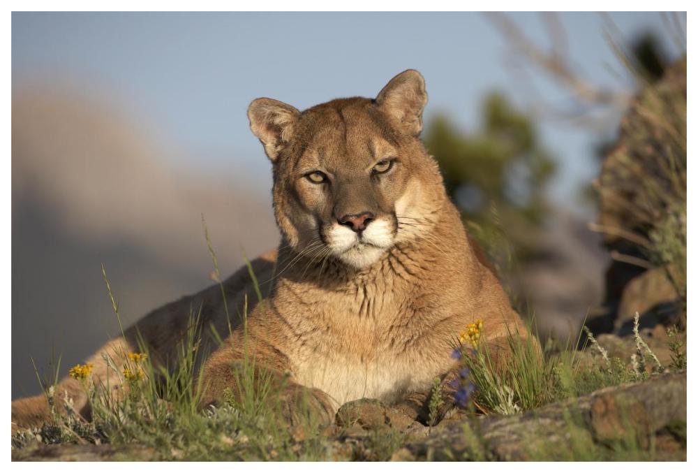 Mountain Lion portrait, North America-Paper Art-62"x42"