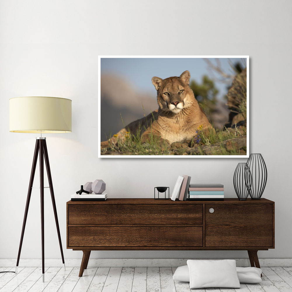 Mountain Lion portrait, North America-Paper Art-62&quotx42"