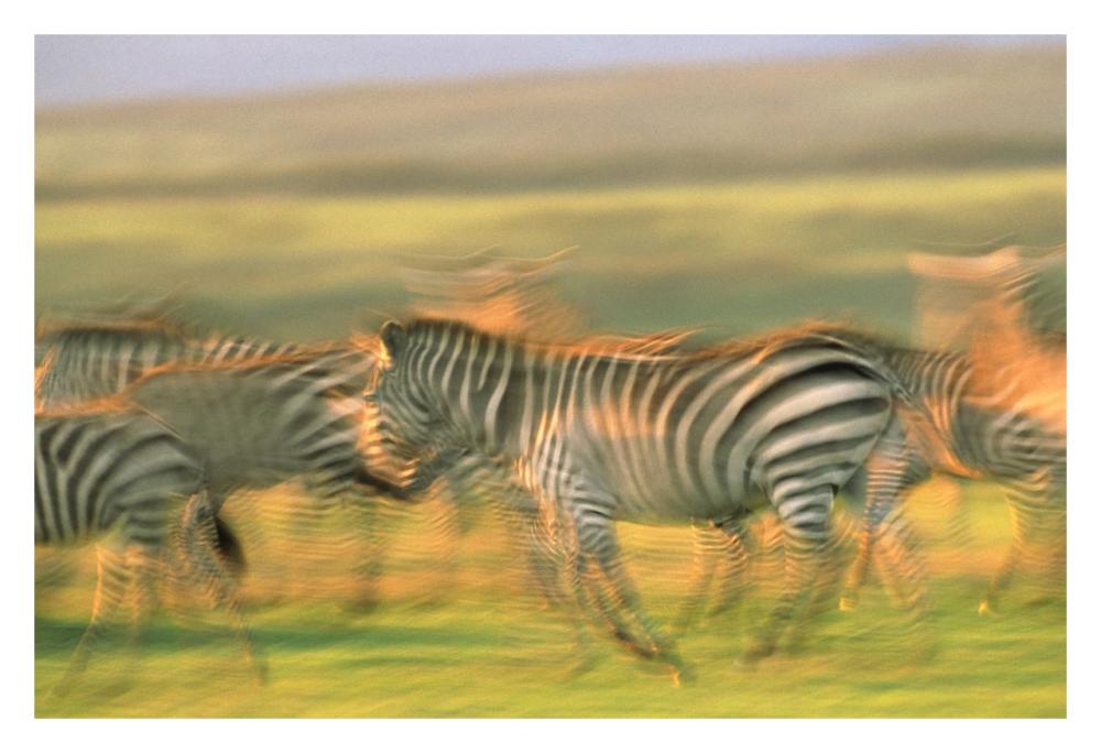 Burchell's Zebra group running, Kenya-Paper Art-32"x22"