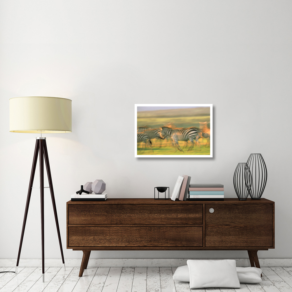 Burchell's Zebra group running, Kenya-Paper Art-32&quotx22"