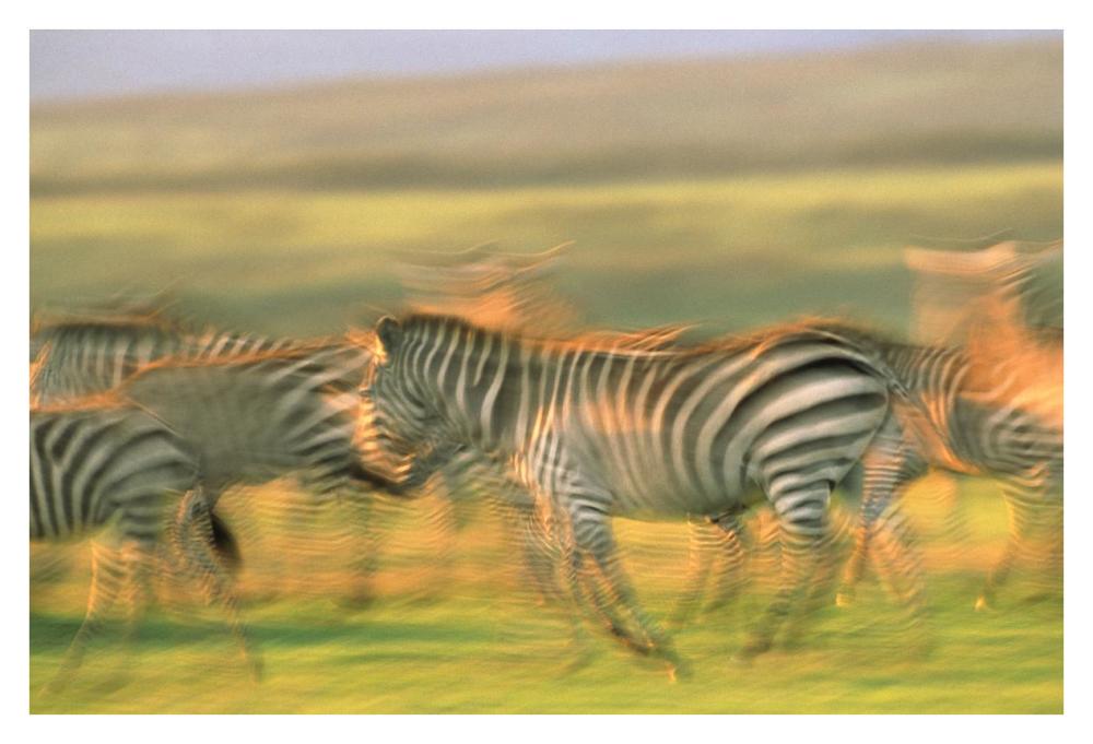 Burchell's Zebra group running, Kenya-Paper Art-38"x26"