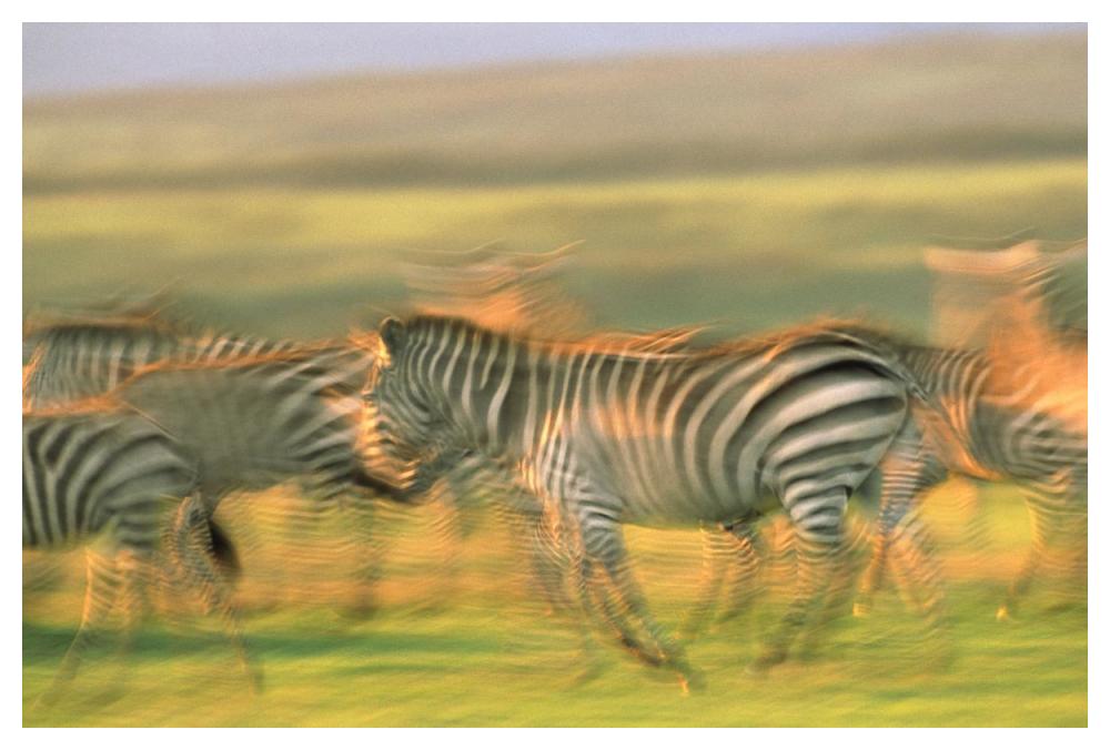 Burchell's Zebra group running, Kenya-Paper Art-50"x34"