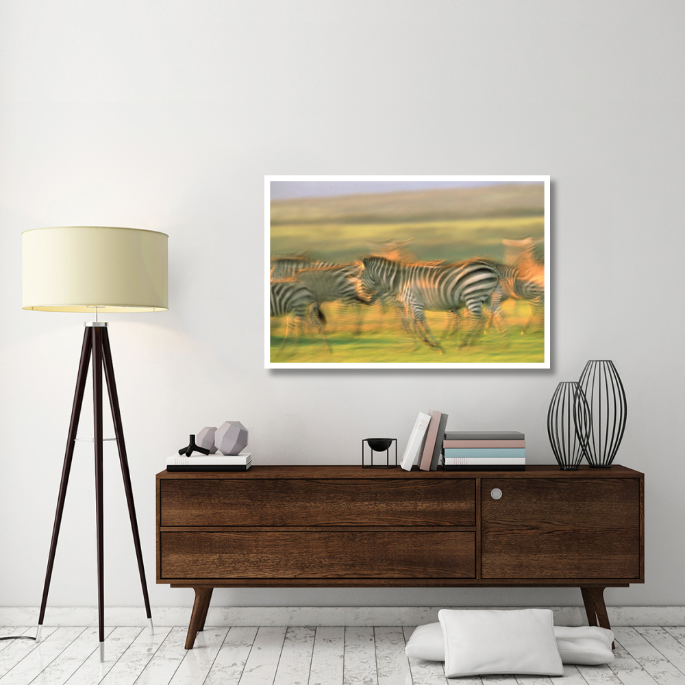 Burchell's Zebra group running, Kenya-Paper Art-50&quotx34"