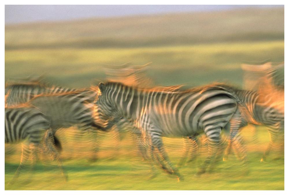 Burchell's Zebra group running, Kenya-Paper Art-62"x42"