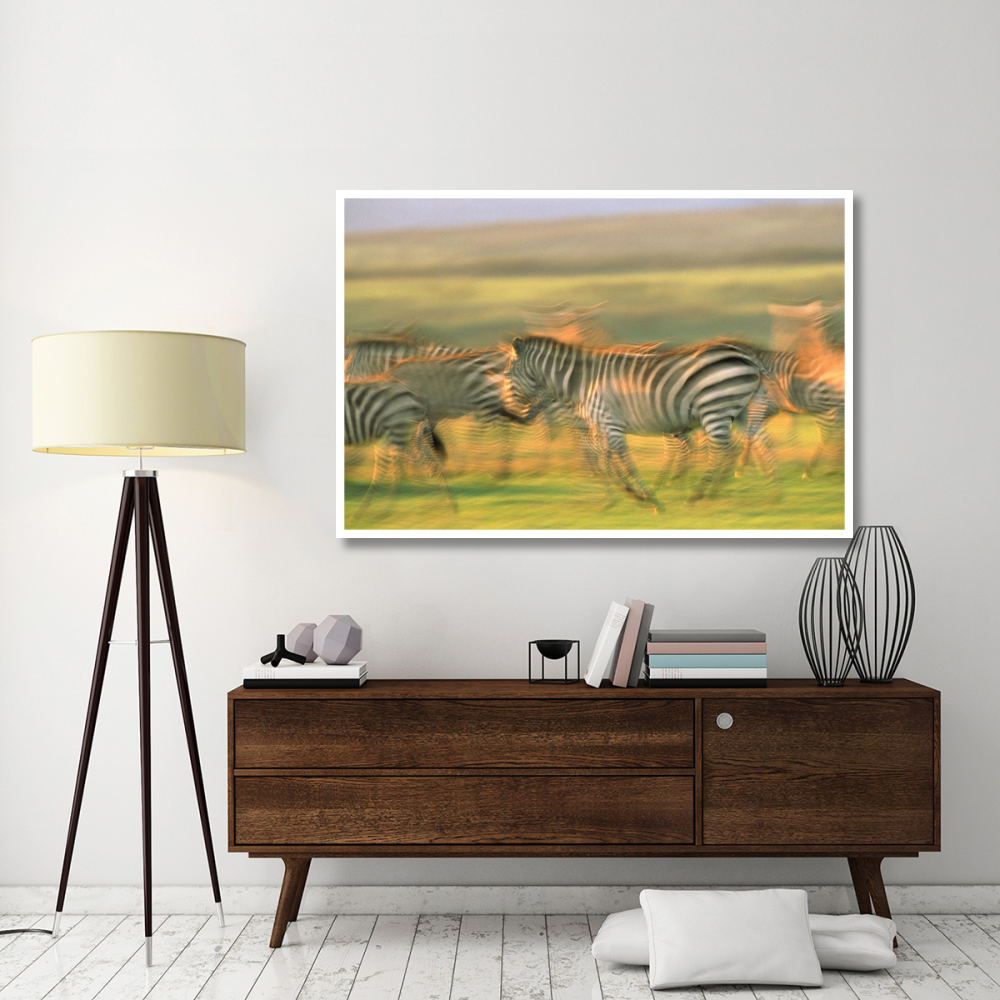 Burchell's Zebra group running, Kenya-Paper Art-62&quotx42"
