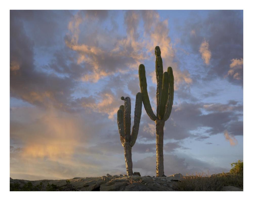 Saguaro cacti, Cabo San Lucas, Mexico-Paper Art-26"x20"