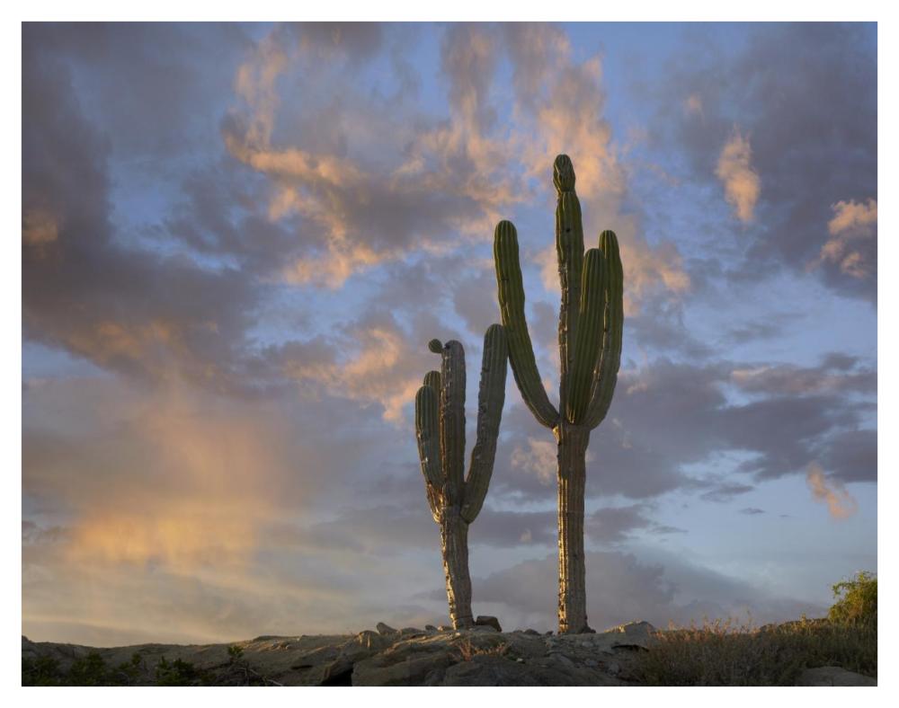 Saguaro cacti, Cabo San Lucas, Mexico-Paper Art-42"x32"